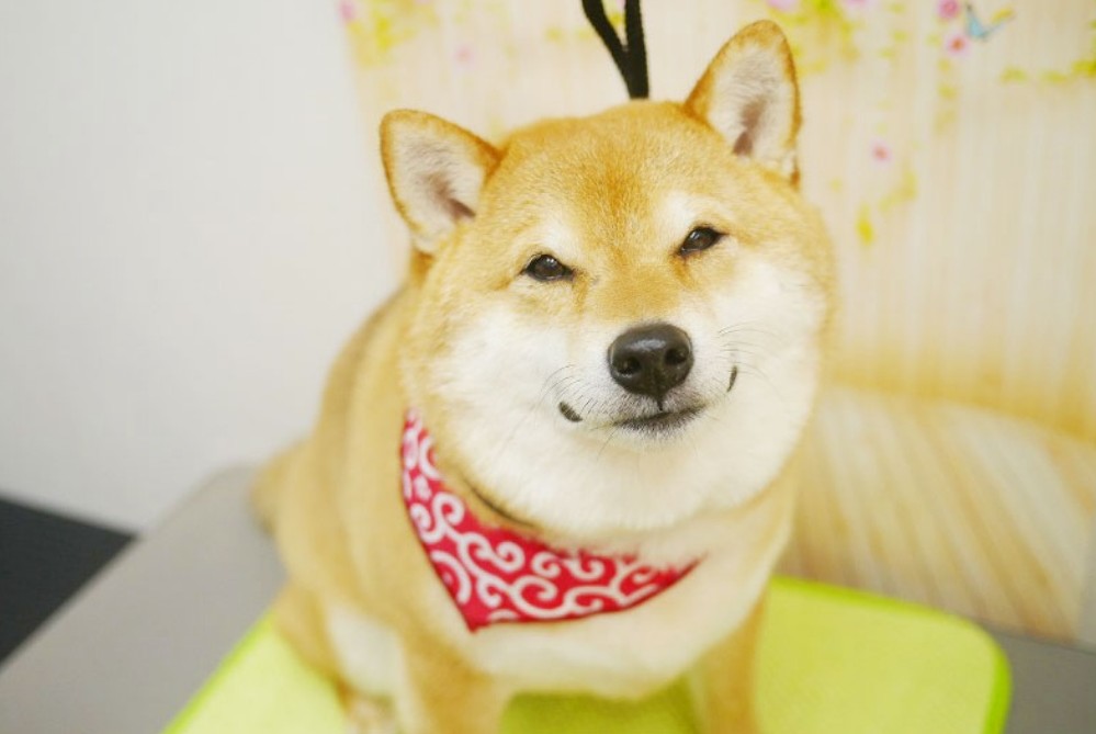 ペットサロンFelicita